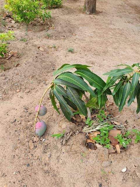 seedlings