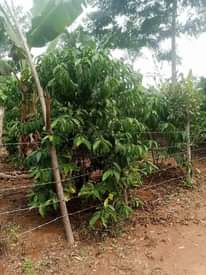 A picture of 3 5 acres 20m each