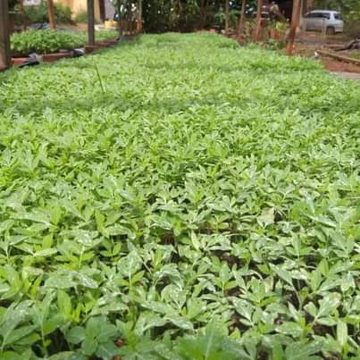 seedlings