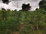 A picture of KIWANJA HEKA MOJALINAUZWA LIPO KARIBU NA BARABARA KUU YA MLANDIZI