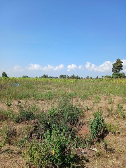 residential plots