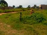 A picture of 3 plots on sale 12m at give away price kisubuzi