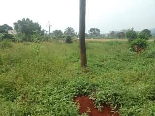A picture of 50 by 100 ft for sale along kisoga mukono katosi