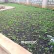 A picture of Landscaping
