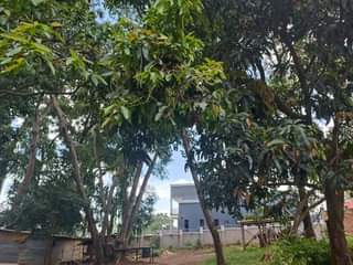 A picture of  Lucrative One acre for sale located in namugongo near