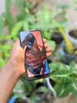 A picture of Oppo A54