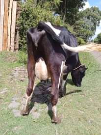 A picture of Milkers