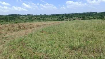 A picture of 50X100FT PLOTS FOR SALE AT BUSIIKA VVUMBA