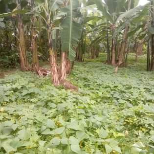 A picture of shAmba linauzwA