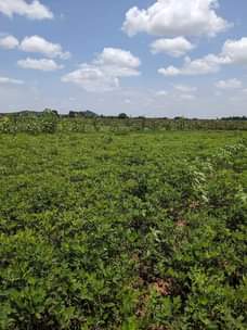 A picture of Shamba linauzwa Mpunguzi Dodoma