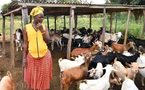 A picture of GOATS