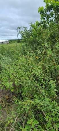 A picture of Shamba rinauzwa kiwangwa bagamoyo kwa mawasiriano 0783496873