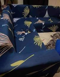 A picture of Sofa kava