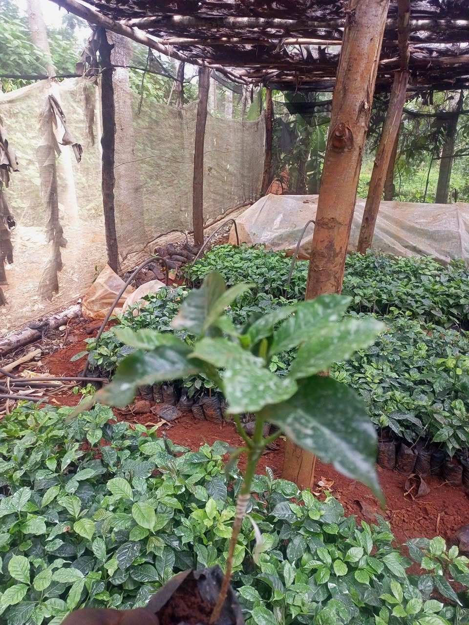 seedlings