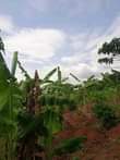 A picture of 100 Acres available for sale in Butambala gomba 8m per