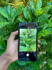 A picture of Iphone 7plus GB128