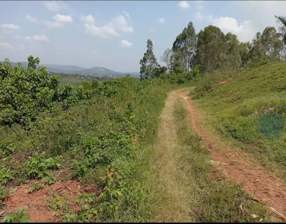 A picture of Farmland of 6 5 Acres For Sale 20m Ugx Each
