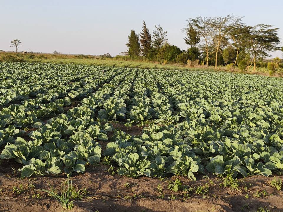 plots nanyuki