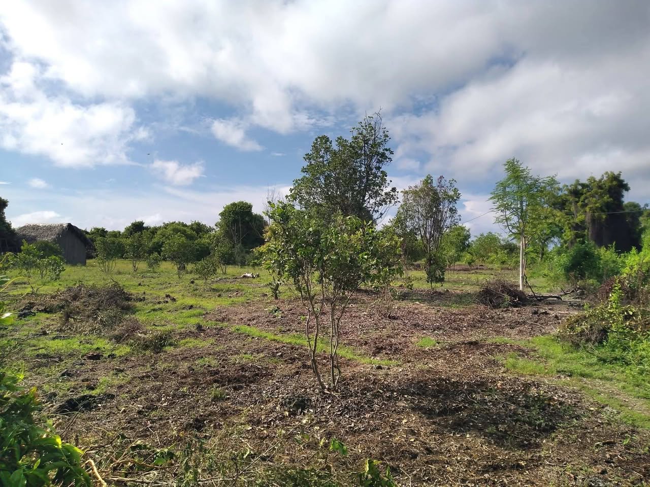A picture of Amazing Land for Sale in Jambiani Zanzibar