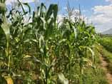 A picture of 1 acre on sale in Kikyusa 4km off kikyusa town.