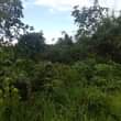 A picture of SHAMBA HEKA TANO LINAUZWA HALIJASAFISHWA LIPO MZENGA ZEGERO WILAYA YA