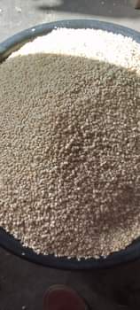 A picture of I just say make I tell una say tiny seed