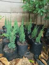 stands