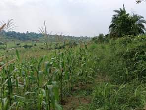 A picture of Merry Xmas Christmas 8000000 M LAND TITLE plot for sale