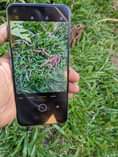 A picture of Oppo A96