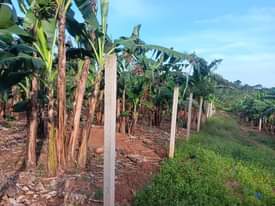 A picture of 5 acres of land