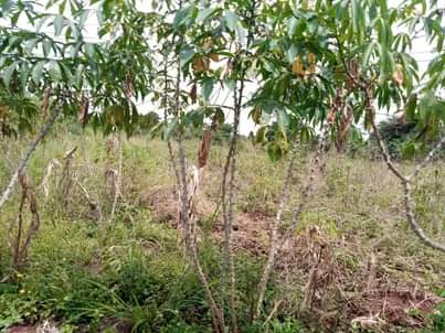 A picture of PLOT 50 100FT FOR SALE IN NAKASEKE KAPEEKA 2m