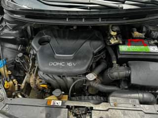 A picture of cerato