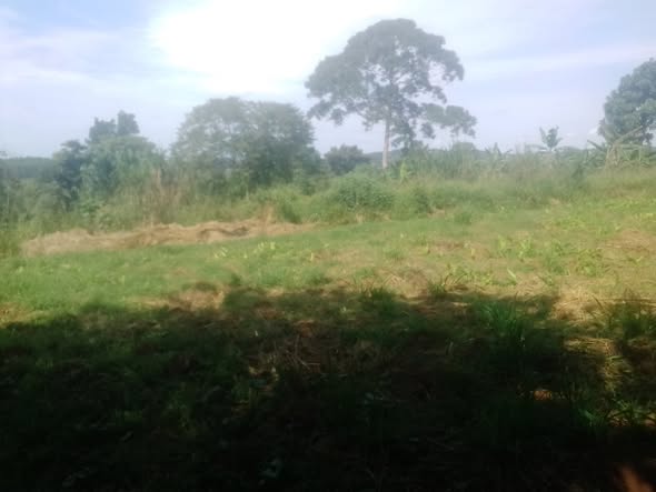 mailo land