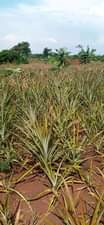 A picture of 18 acres for sale in Luwero Kakooge at 3 5m