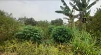 A picture of BUY 10 ACRES AT 7M EACH
