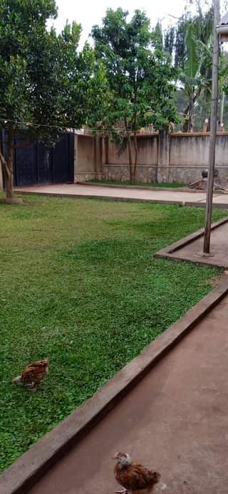 A picture of House and rentals for sale