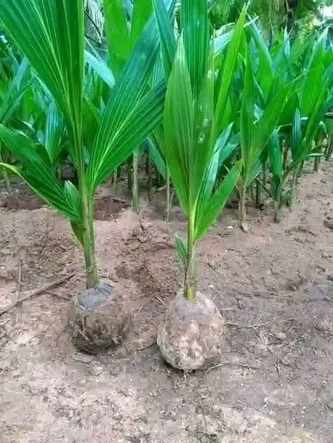 A picture of Malaysian supergene oil palm seedlings