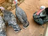 A picture of Guniea Fowls available pair 100 000 to 120 000 Turkeys