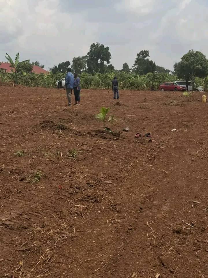 A picture of Gayaza kiwenda plots at 17m