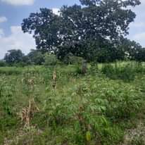 A picture of SHAMBA LA EKARI 3 LINAUZWA FUKAYOSI BAGAMOYO