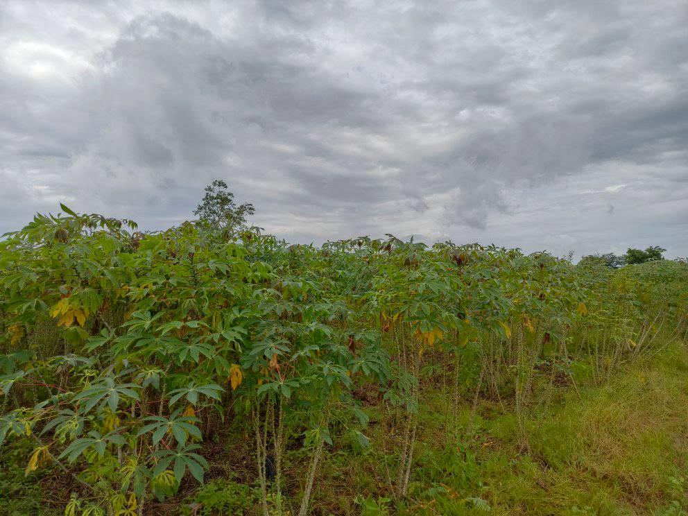 agricultural