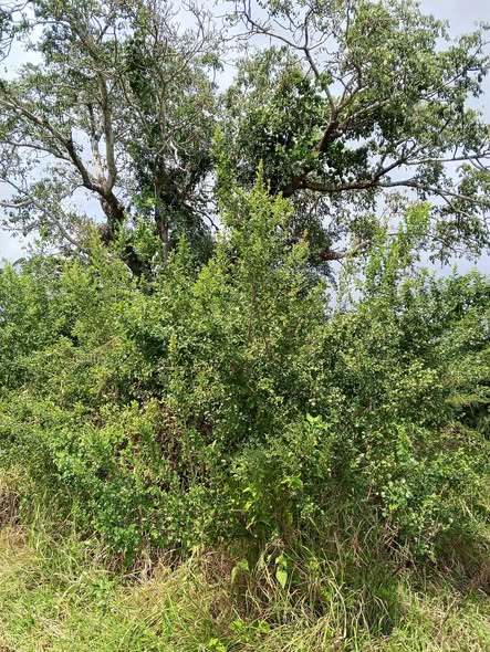 A picture of Shamba linauzwa lipo bagamoyo kiwangwa bago