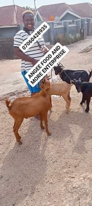 A picture of You need very mature goat meat contact Angee food n