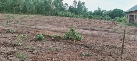 A picture of PLOTS FOR SALE LOCATED WAKISO NAMAYUMBA