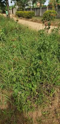 A picture of 3Plots for sale located garuga entebbe road just one km