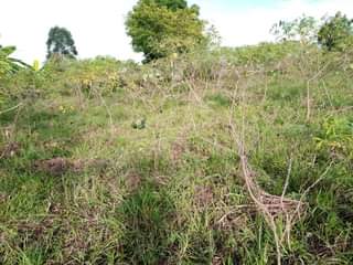 A picture of 100 200FT HALF ACRE FOR SALE IN NAKASEKE KAPEEKA 4KM