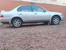 A picture of Kikumi for sale