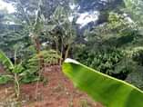 A picture of FOUR 4 ACRES ON QUICK SALE MITYANA KALANGALO TITLE PRICE
