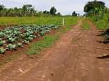 A picture of Mukono kalaji town plots on quick sale