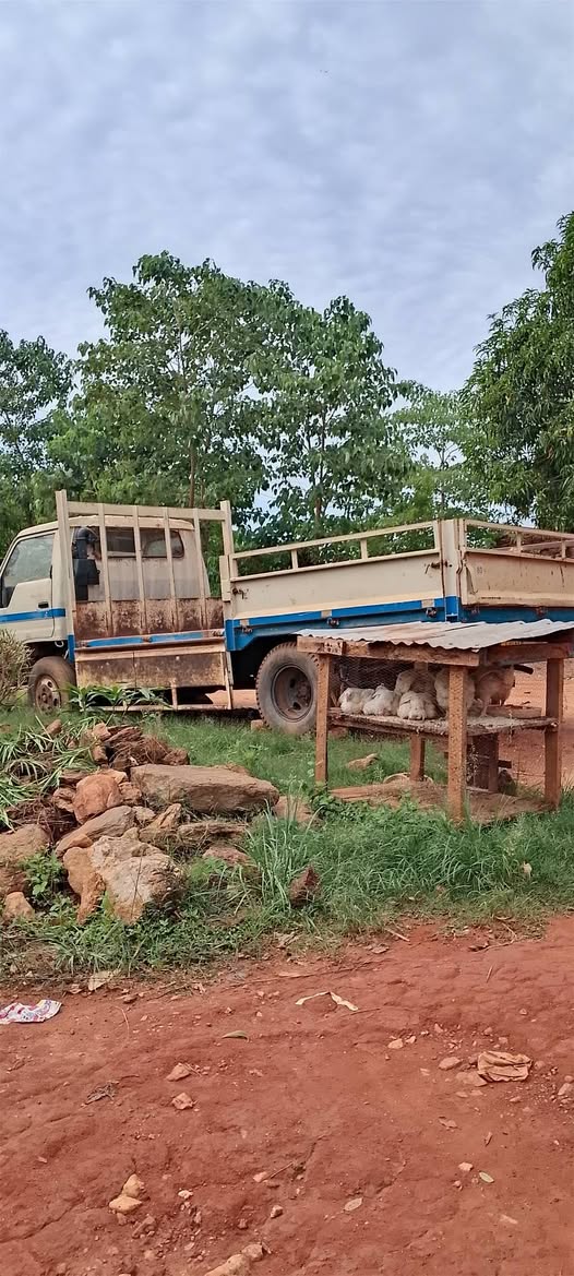 trucks